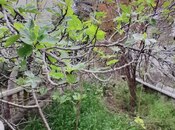 Satılır 4 otaqlı həyət evi/bağ evi 100 m², Biləcəri q., photo 7 from 8
