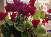 Продаётся 3-комн. новостройка 60 м², пос. Масазыр, photo 5 from 7