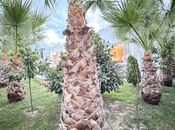 Satılır 6 otaqlı həyət evi/bağ evi 285 m², Mərdəkan q., photo 5 from 8