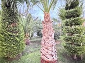 Satılır 6 otaqlı həyət evi/bağ evi 285 m², Mərdəkan q., photo 6 from 8
