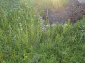 Satılır  torpaq 10 sot, photo 1 from 6