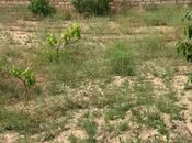 Продаётся  участок 11 сот, пос. Пиршаги, photo 3 from 8