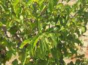 Продаётся  участок 5.5 сот, photo 8 from 8