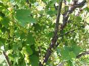 Продаётся  участок 1 000 сот, photo 3 from 7
