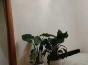 Satılır 3 otaqlı köhnə tikili 50 m², Biləcəri q., photo 5 from 8