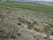 Продаётся  участок 25 сот, Абшеронcкий  р., photo 8 from 8