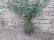 Продаётся  участок 7 сот, пос. Бузовна, photo 4 from 6