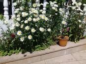 Satılır 8 otaqlı həyət evi/bağ evi 300 m², Suraxanı r., photo 8 from 8