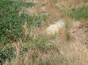 Satılır  torpaq 6 sot, Badamdar q., photo 4 from 4