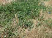 Satılır  torpaq 6 sot, Badamdar q., photo 2 from 4