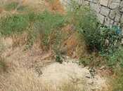 Satılır  torpaq 6 sot, Badamdar q., photo 3 from 4
