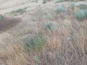 Satılır  torpaq 5 sot, Badamdar q., photo 3 from 8