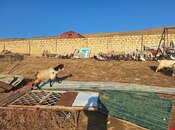 Продаётся  участок 4 000 сот, пос. Атъялы, photo 3 from 5