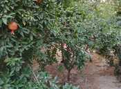 Продаётся 4-комн. дом/дача 150 м², пос. Маштаги, photo 6 from 8