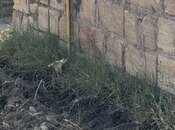 Продаётся  участок 5.2 сот, пос. Сарай, photo 8 from 8