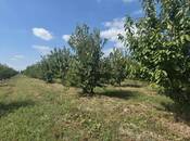 Продаётся  участок 300 сот, Хачмазский р., photo 3 from 8