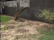 Продаётся  участок 6 сот, пос. Шувеляны, photo 4 from 5