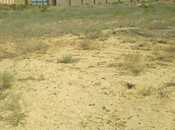 Satılır  torpaq 30 sot, Badamdar q., photo 2 from 4