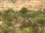 Satılır  torpaq 15 sot, Dübəndi q., photo 6 from 6