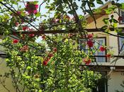 Сдаётся 3-комн. дом/дача 90 м², м. Ахмедлы, photo 7 from 8