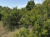 Satılır  torpaq 25 sot, Görədil q., photo 5 from 6