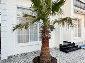Продается 4-комн. дом/дача 240 м², пос. Мардакан, photo 8 from 8