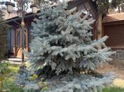 Продается 15-комн. дом/дача 1 200 м², пос. Бадамдар, photo 8 from 8