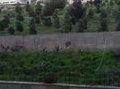 İcarəyə verilir 2 otaqlı köhnə tikili 60 m², Köhnə Günəşli q., photo 1 from 8