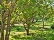 Продается  участок 46 сот, м. Шах Исмаил Хатаи, photo 6 from 8