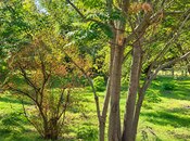 Продается  участок 46 сот, м. Шах Исмаил Хатаи, photo 5 from 8