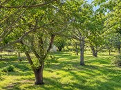 Продается  участок 46 сот, м. Шах Исмаил Хатаи, photo 7 from 8