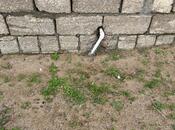 Продаётся  участок 5 сот, пос. Дюбенди, photo 5 from 8