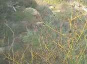Satılır  torpaq 2.3 sot, Badamdar q., photo 4 from 7