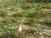 Продаётся  участок 10 сот, пос. Дюбенди, photo 5 from 7