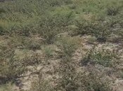 Продаётся  участок 12 сот, пос. Сарай, photo 6 from 6