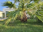 Продаётся 4-комн. дом/дача 155 м², пос. Мардакан, photo 5 from 8