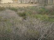 Продаётся  участок 3.5 сот, пос. Бадамдар, photo 2 from 4